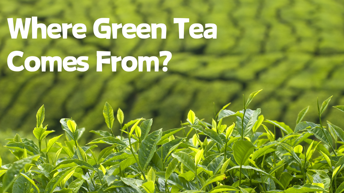 What is Green Tea? where green tea comes from？