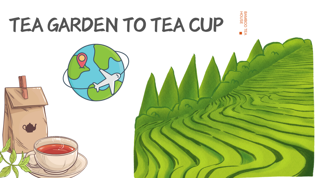 Tea Garden to Tea Cup tea sourcing